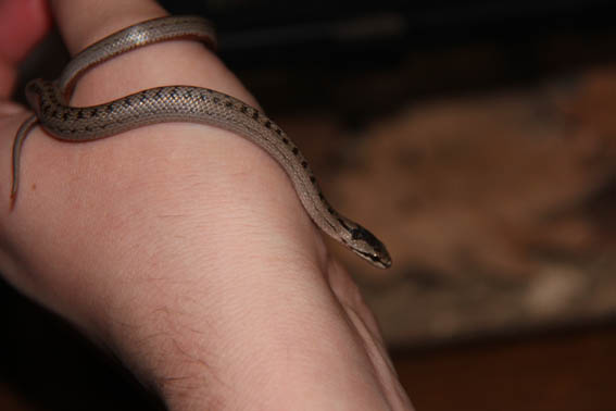 Ekologija – ‘Noć biologije 2012’ [Vendi Jukić Buča]