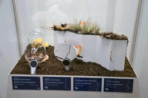 Univerzalni muzej Joanneum – ‘Pilze. Netzwerker der Natur’ + ‘Erneuerbare Energien und Recycling’, ‘Kohlebergwerk’ [Vendi Jukić Buča]